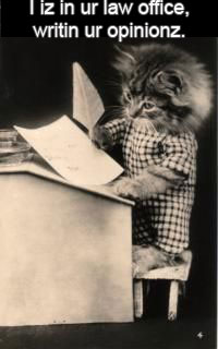 kitten writing